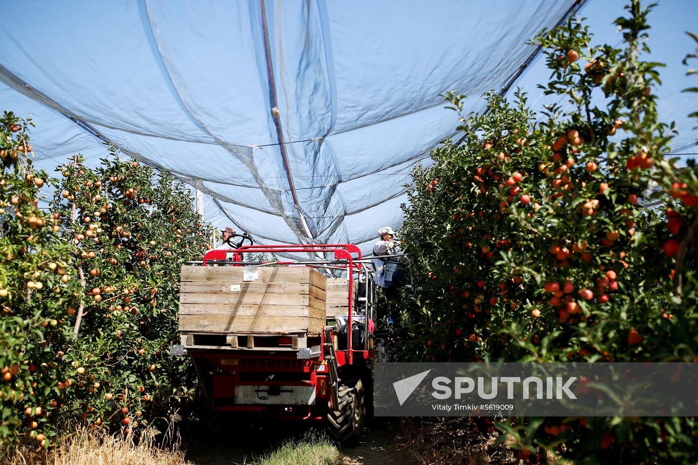 Apple harvest in Krasnodar Territory