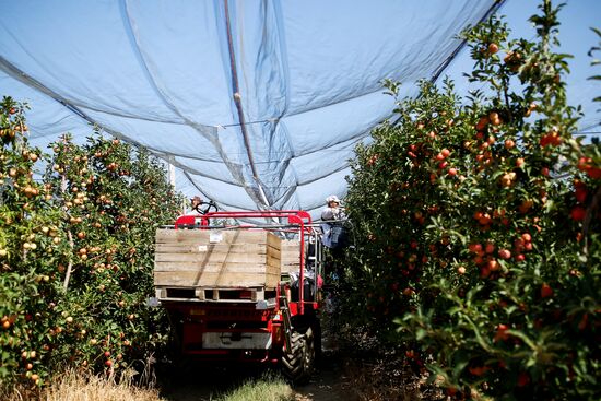 Apple harvest in Krasnodar Territory