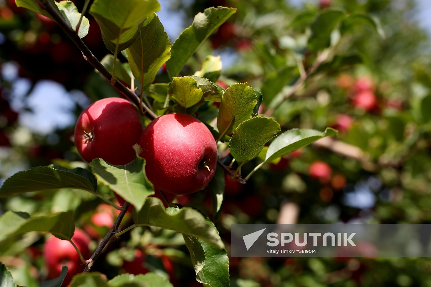 Apple harvest in Krasnodar Territory