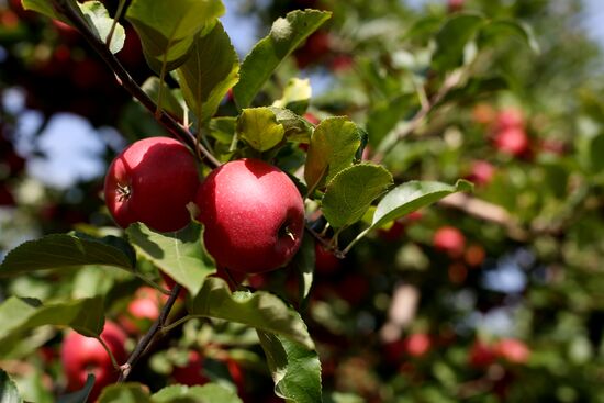 Apple harvest in Krasnodar Territory
