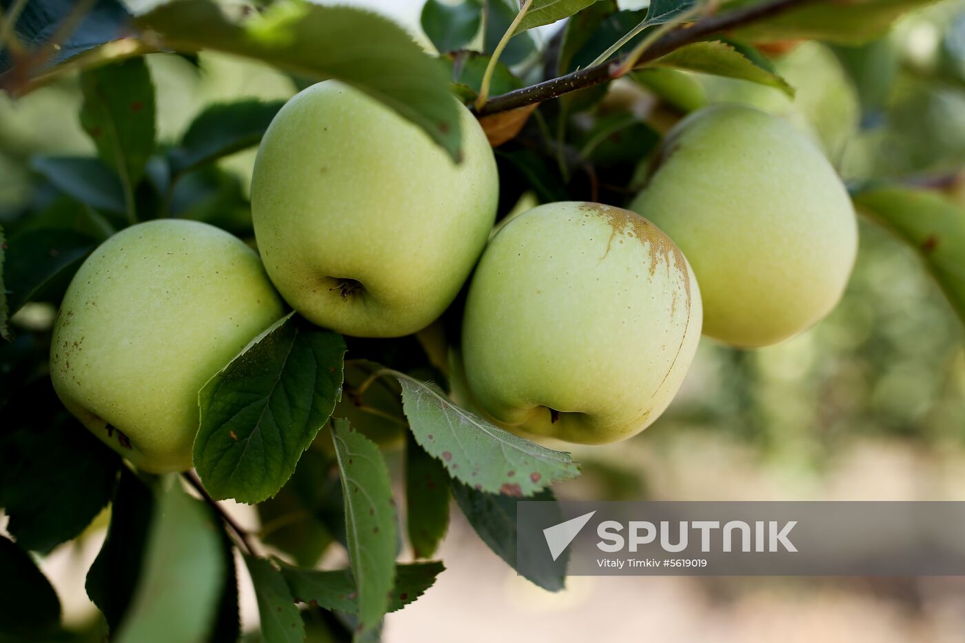 Apple harvest in Krasnodar Territory