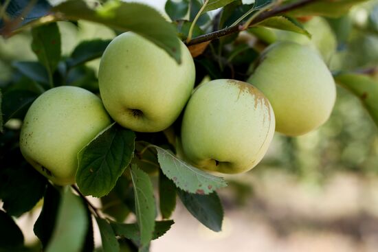 Apple harvest in Krasnodar Territory