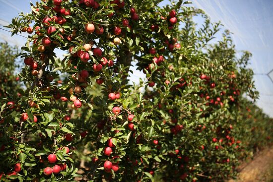 Apple harvest in Krasnodar Territory