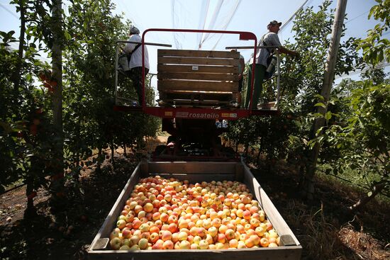 Apple harvest in Krasnodar Territory