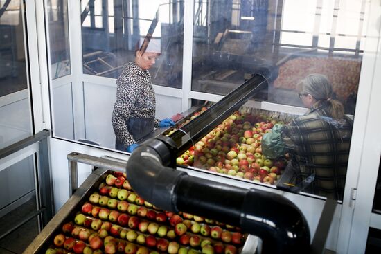 Apple harvest in Krasnodar Territory