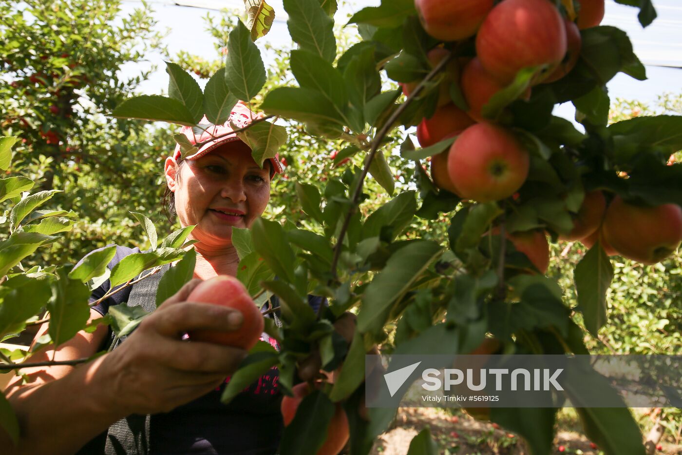 Apple harvest in Krasnodar Territory