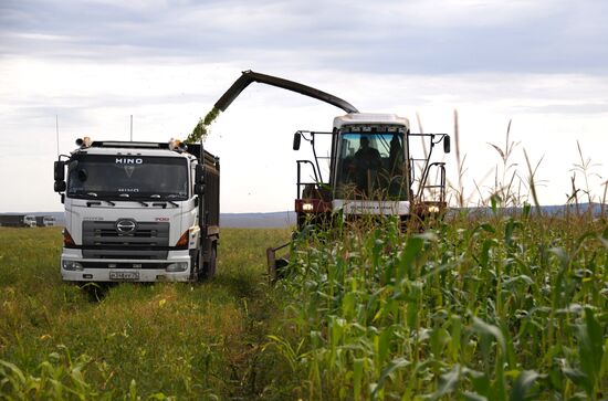 Forage harvesting in Trans-Baikal Territory