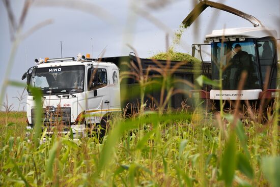 Forage harvesting in Trans-Baikal Territory