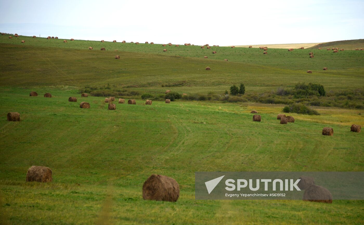 Forage harvesting in Trans-Baikal Territory