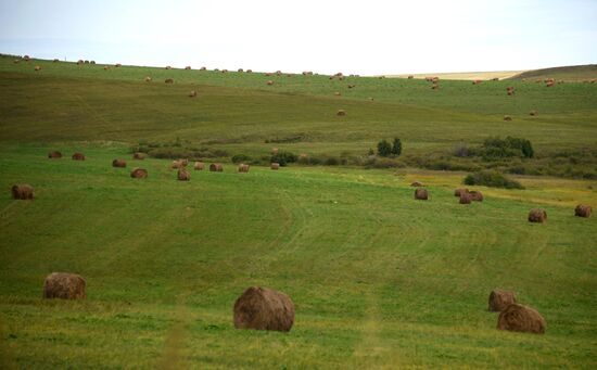 Forage harvesting in Trans-Baikal Territory