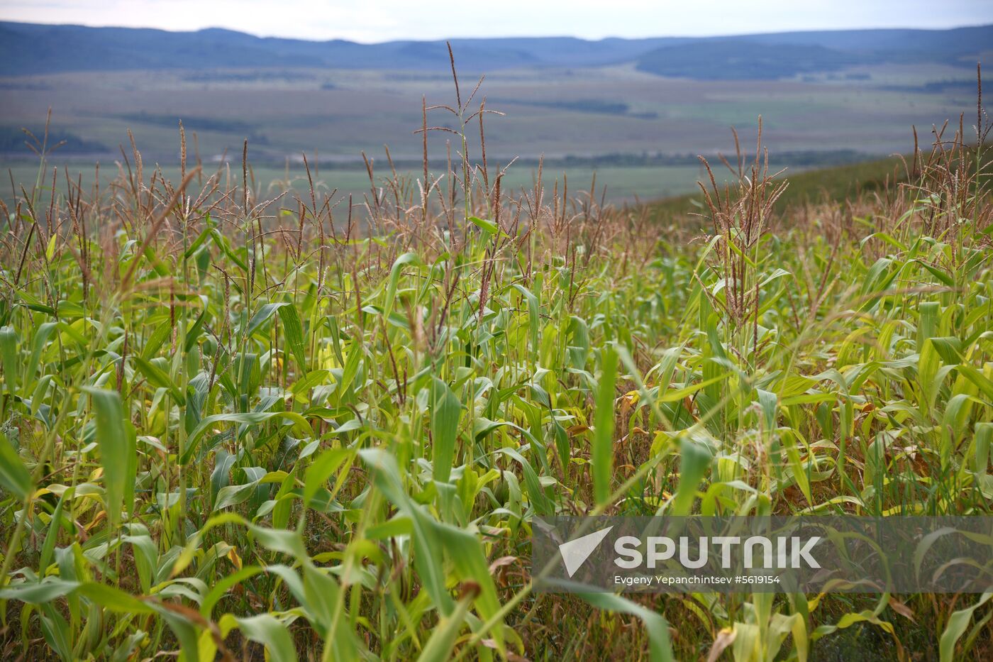Forage harvesting in Trans-Baikal Territory