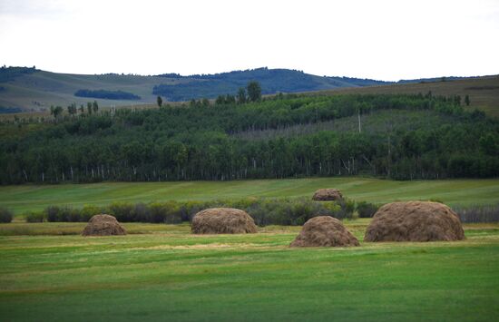 Forage harvesting in Trans-Baikal Territory