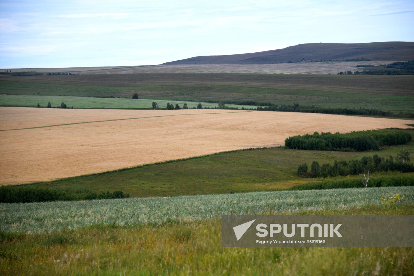 Forage harvesting in Trans-Baikal Territory