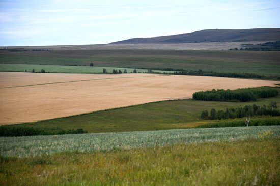 Forage harvesting in Trans-Baikal Territory