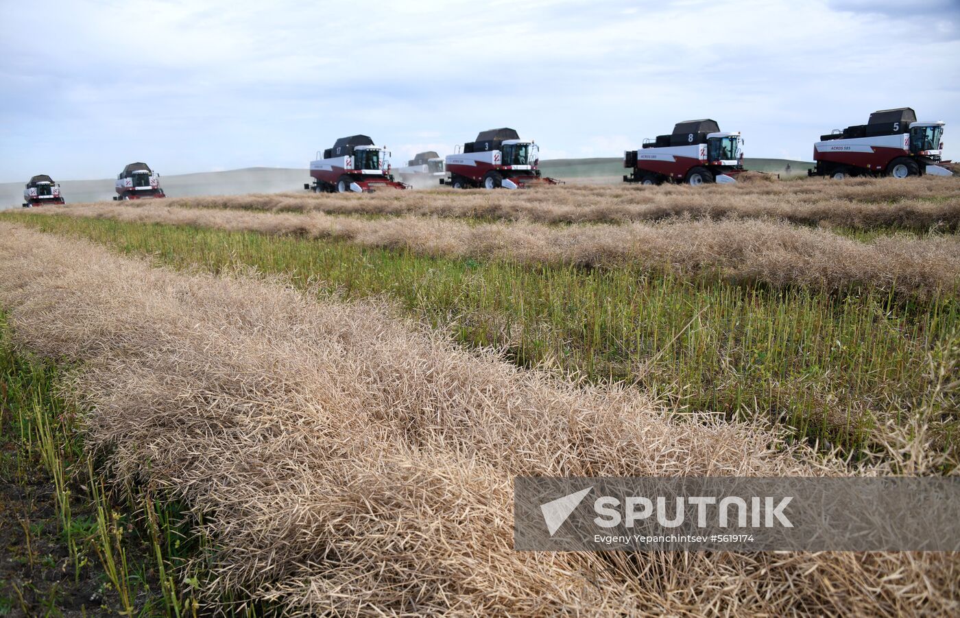 Forage harvesting in Trans-Baikal Territory