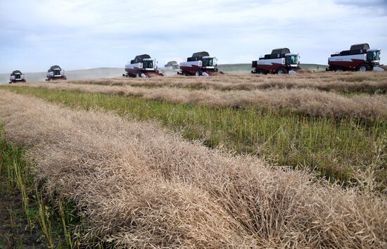 Forage harvesting in Trans-Baikal Territory