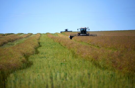 Forage harvesting in Trans-Baikal Territory
