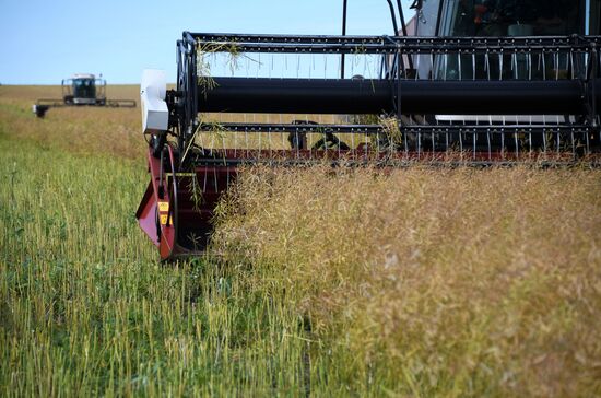 Forage harvesting in Trans-Baikal Territory