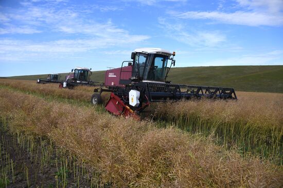 Forage harvesting in Trans-Baikal Territory