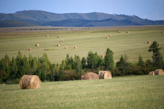Forage harvesting in Trans-Baikal Territory