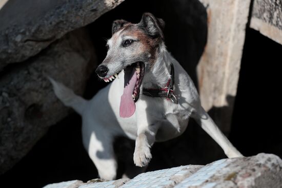 Training service dogs for EMERCOM