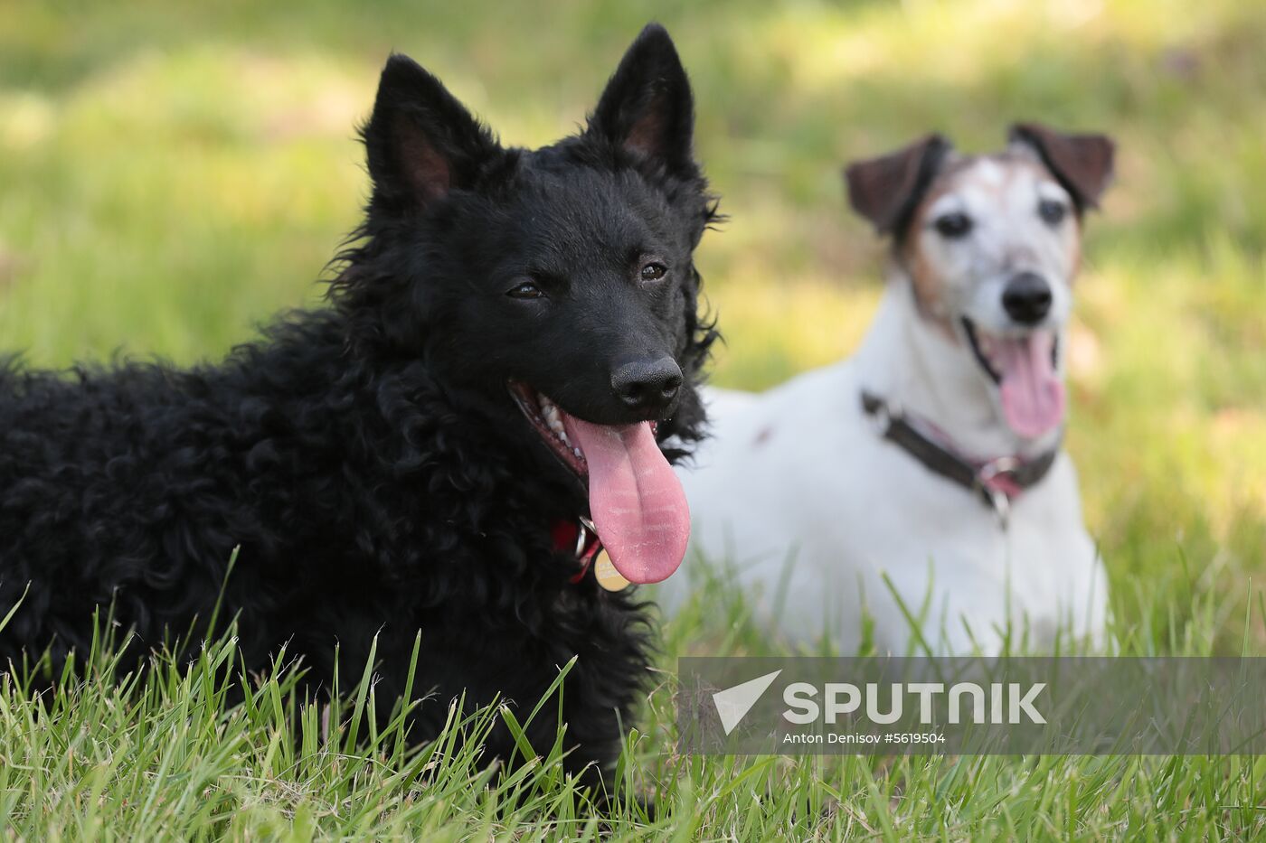 Training service dogs for EMERCOM