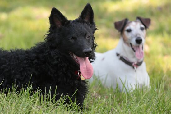 Training service dogs for EMERCOM
