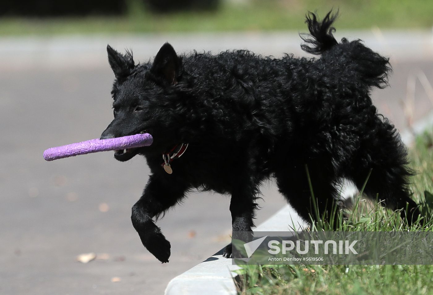 Training service dogs for EMERCOM