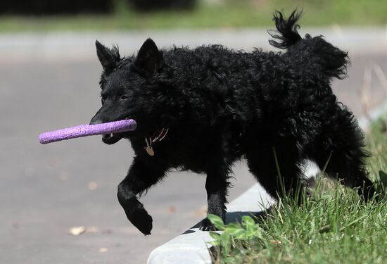 Training service dogs for EMERCOM