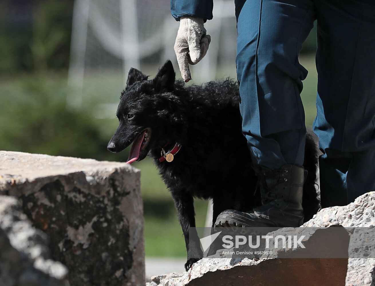 Training service dogs for EMERCOM