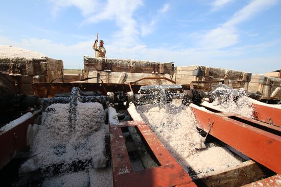 Salt harvesting on Sasyk-Sivash lake
