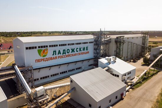 Corn harvesting in Krasnodar Territory