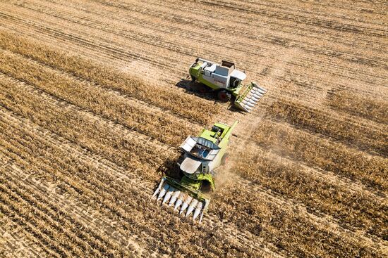 Corn harvesting in Krasnodar Territory