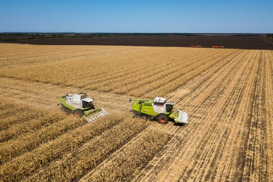 Corn harvesting in Krasnodar Territory
