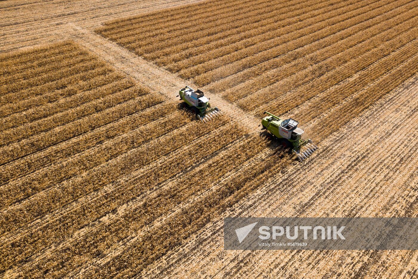 Corn harvesting in Krasnodar Territory