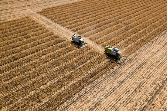 Corn harvesting in Krasnodar Territory