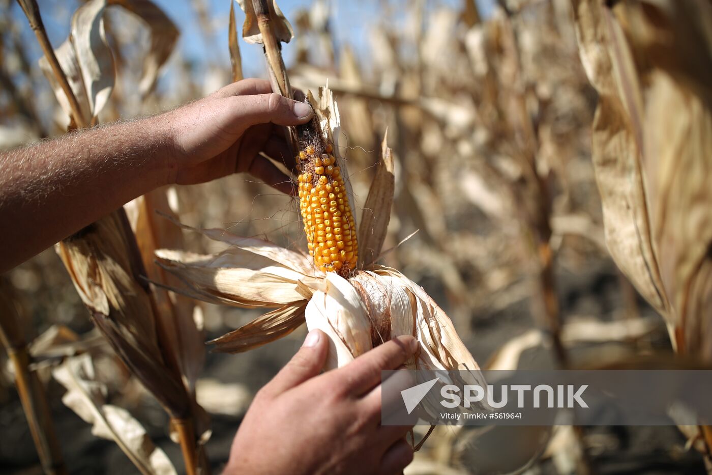 Corn harvesting in Krasnodar Territory