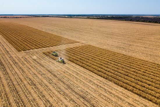 Corn harvesting in Krasnodar Territory