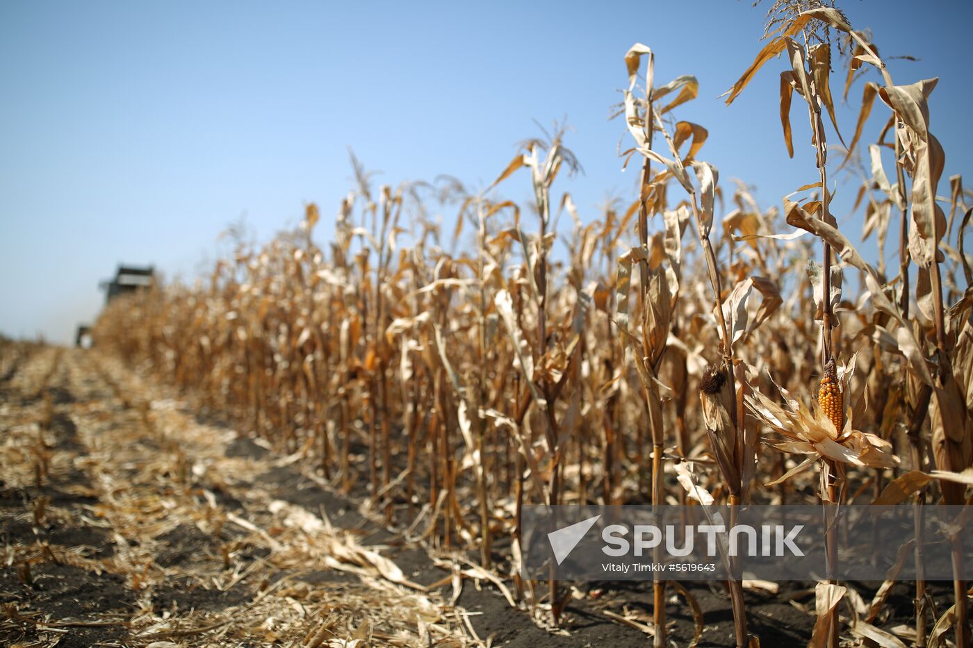 Corn harvesting in Krasnodar Territory