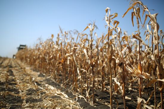 Corn harvesting in Krasnodar Territory