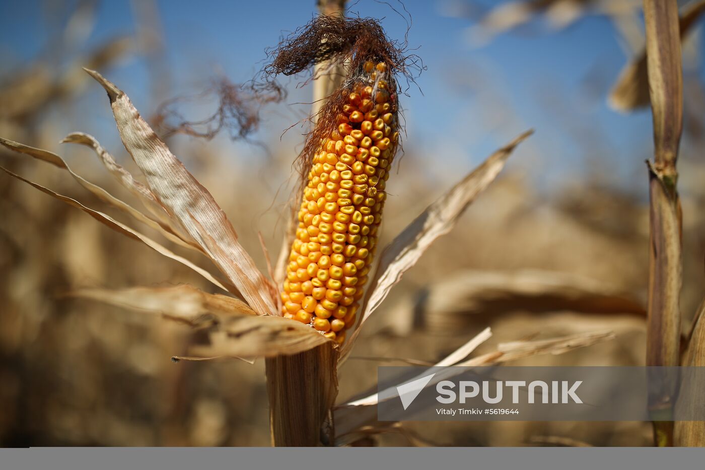 Corn harvesting in Krasnodar Territory