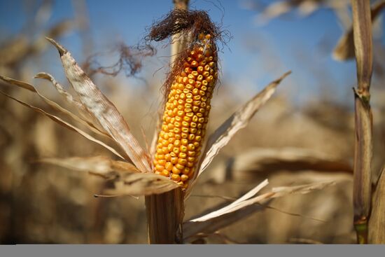 Corn harvesting in Krasnodar Territory