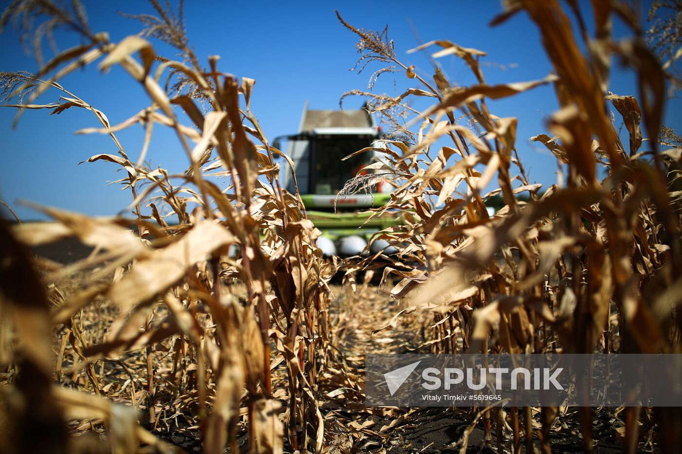 Corn harvesting in Krasnodar Territory