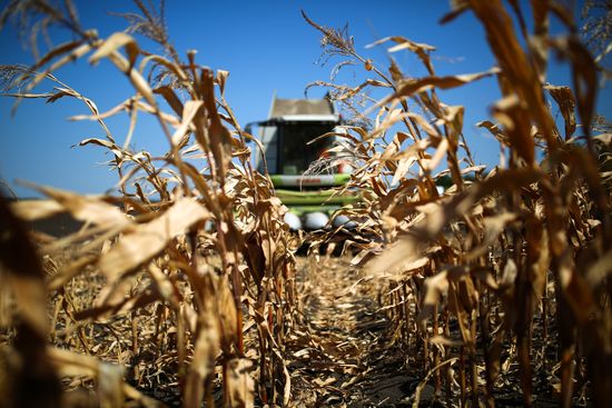 Corn harvesting in Krasnodar Territory
