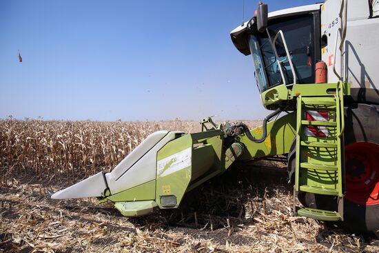 Corn harvesting in Krasnodar Territory