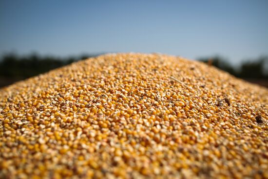 Corn harvesting in Krasnodar Territory