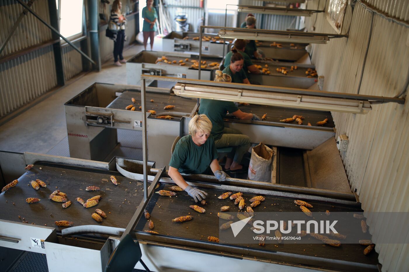 Corn harvesting in Krasnodar Territory