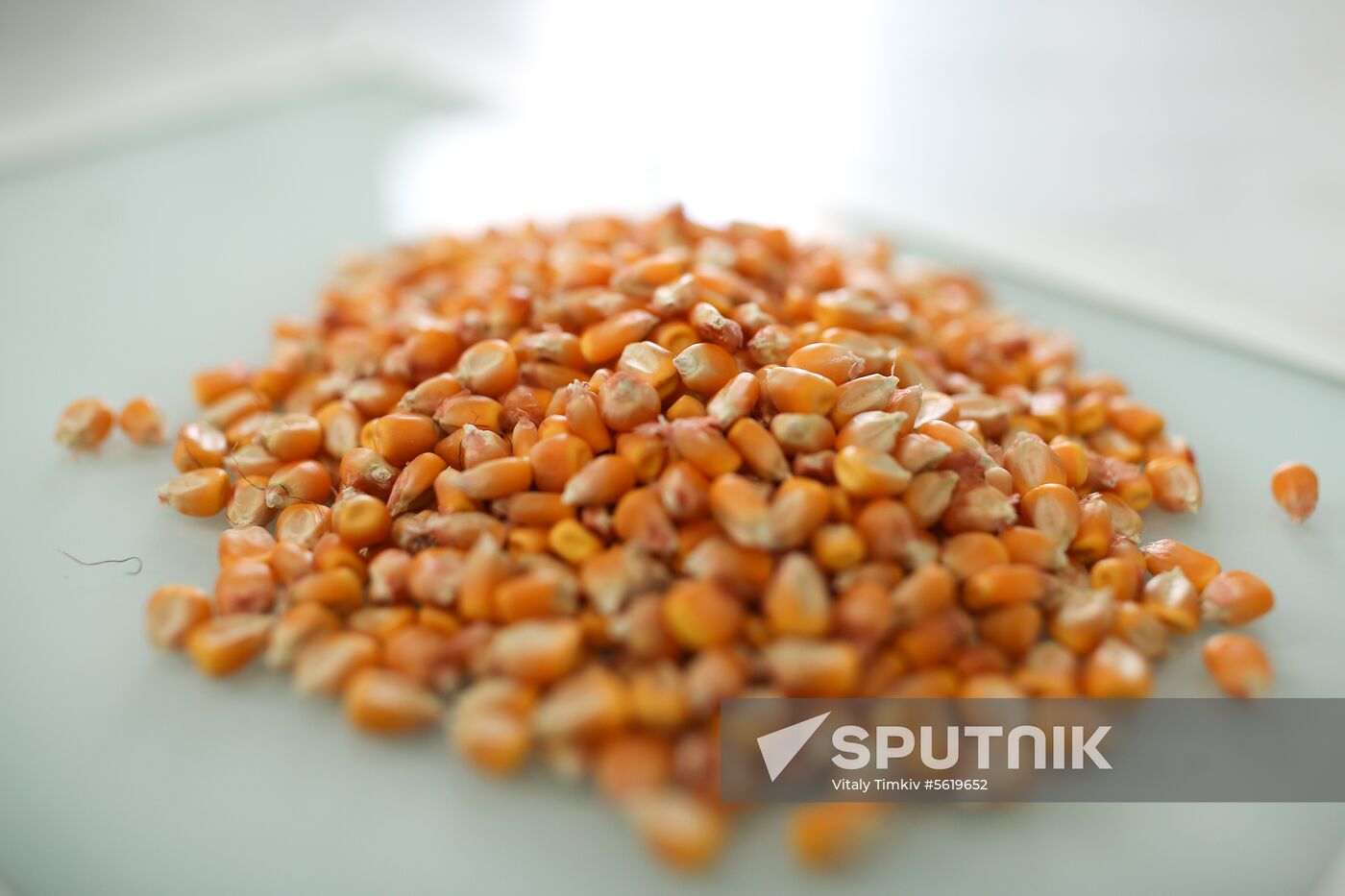Corn harvesting in Krasnodar Territory