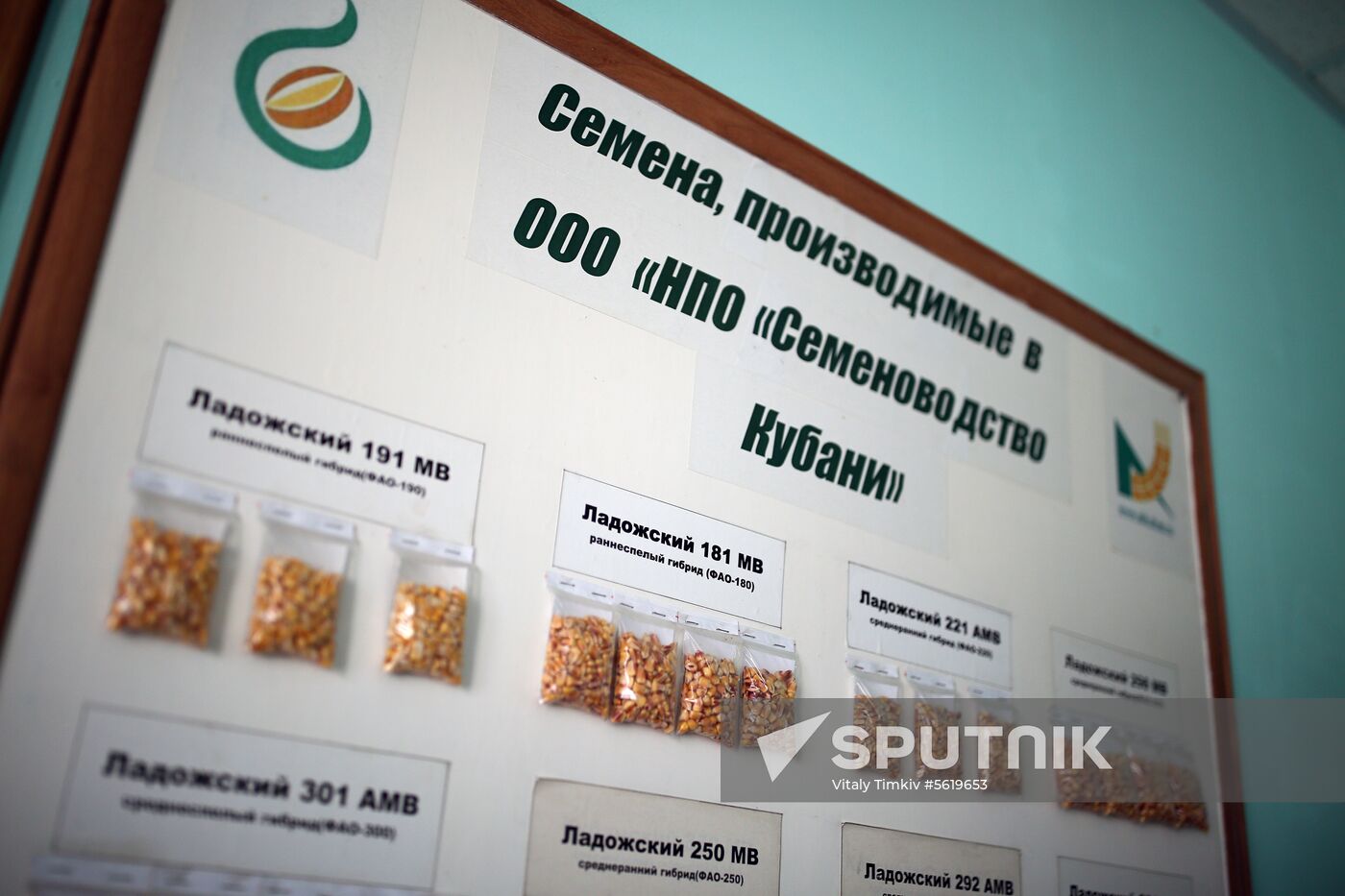 Corn harvesting in Krasnodar Territory