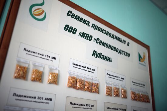 Corn harvesting in Krasnodar Territory